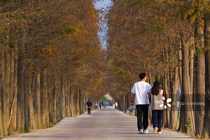 珠海乾务稻香一路落羽杉图片素材