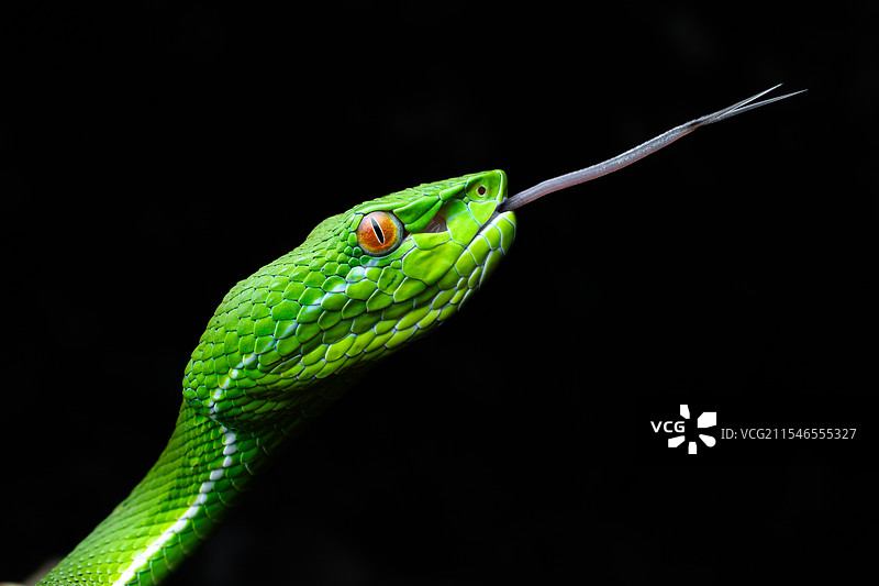 竹叶青特写图片素材