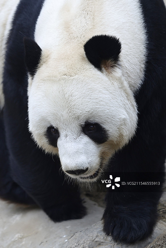 大熊猫萌大图片素材