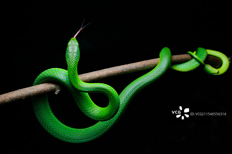 翠青蛇图片素材