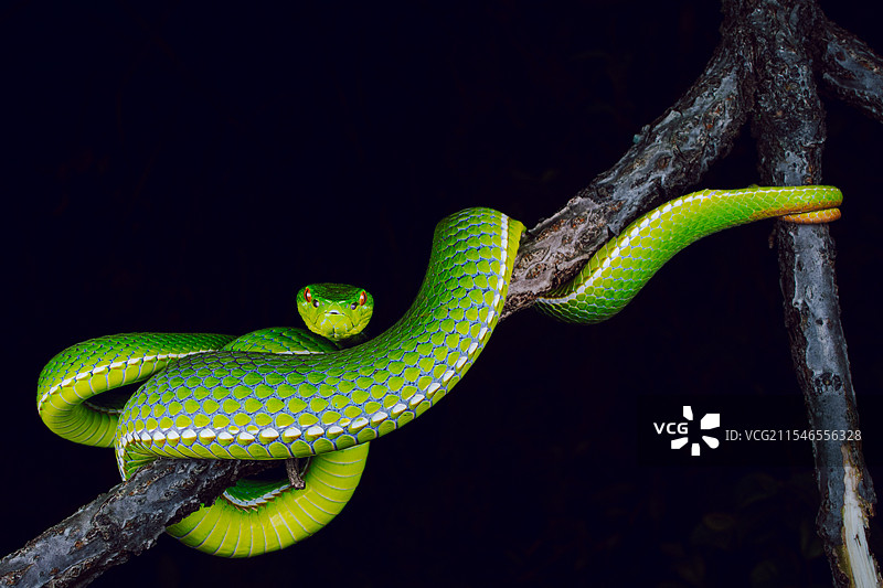 福建竹叶青图片素材