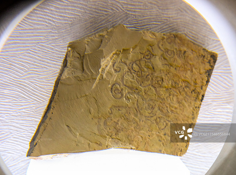 中国河南郑州河南自然博物馆馆藏文物精品，古生物化石，遗物化石，生物演化进程，云南澄江动物群图片素材