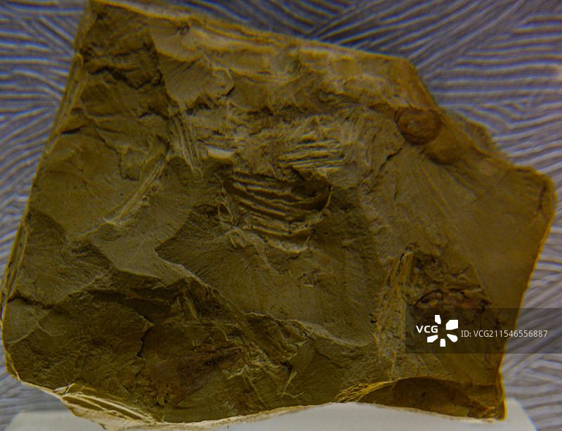 中国河南郑州河南自然博物馆馆藏文物精品，古生物化石，遗物化石，生物演化进程，云南澄江动物群图片素材