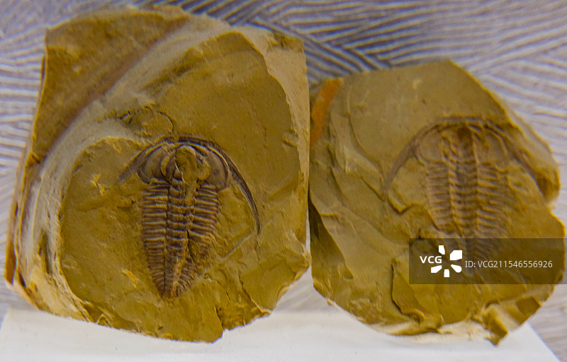 中国河南郑州河南自然博物馆馆藏文物精品，古生物化石，遗物化石，生物演化进程，云南澄江动物群图片素材