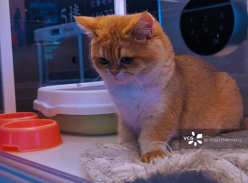 《忧郁的小猫》图片素材