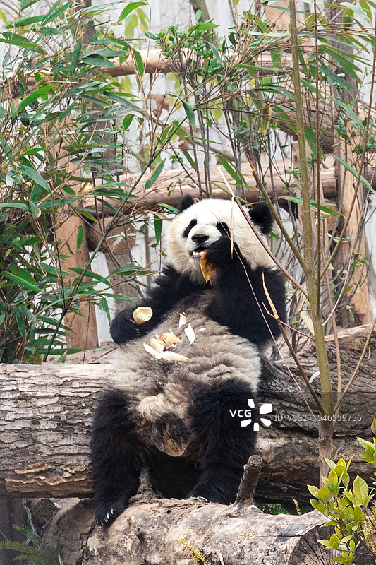 四川成都大熊猫繁育研究基地，可爱熊猫花花的日常图片素材