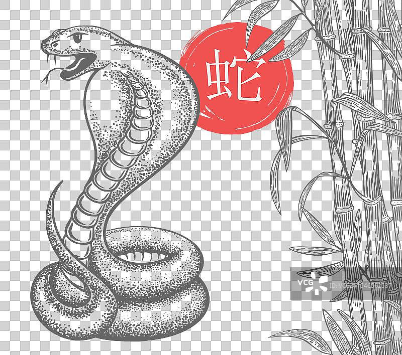 蛇年素描图片素材