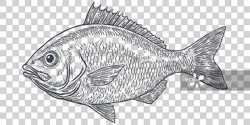 金头鲷鱼多拉多海鲜素描图片素材