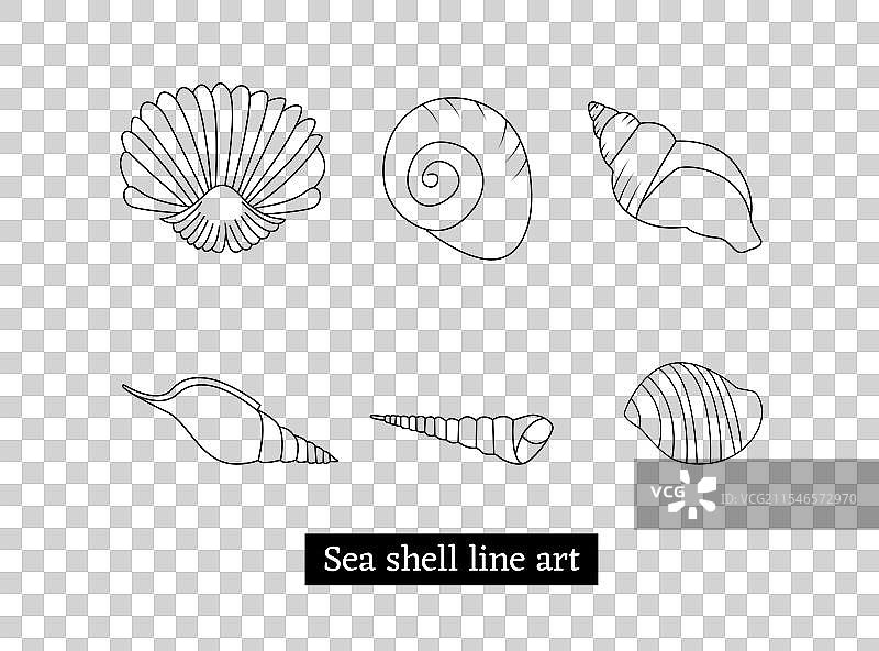 海洋贝壳动物的收藏图片素材