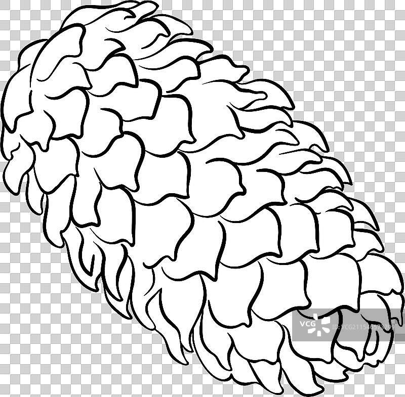 冷杉树松果轮廓图片素材