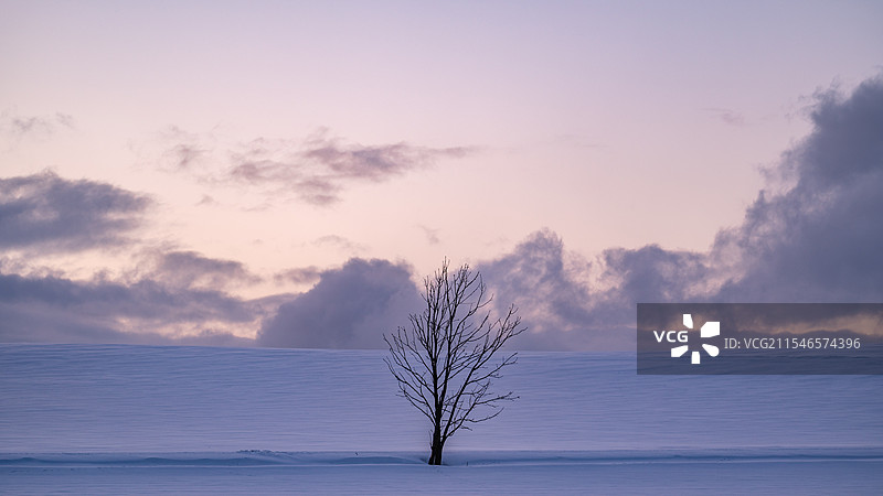 孤独的树图片素材