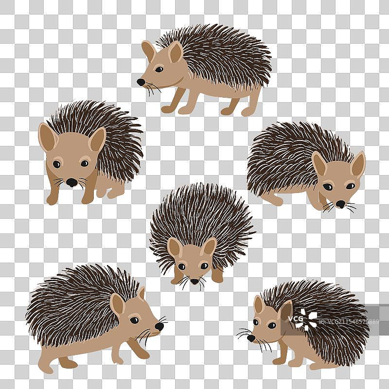 画动物刺猬图片素材