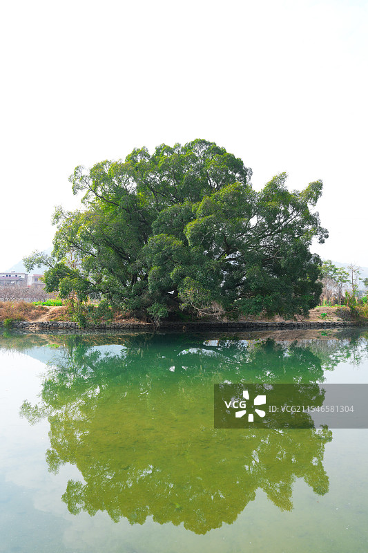 桂林平乐县河流与树木倒影图片素材