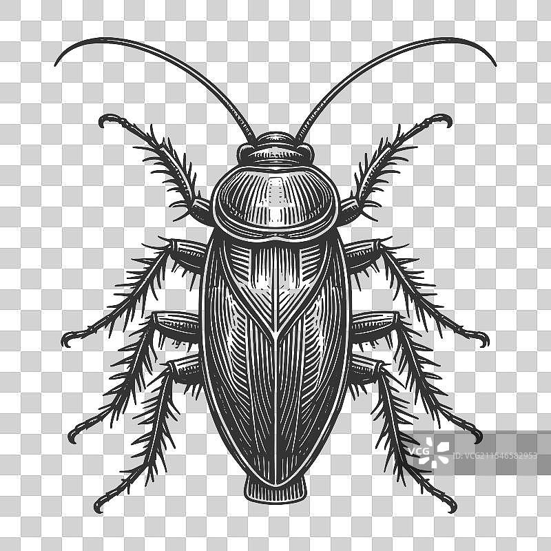 蟑螂雕刻素描图片素材