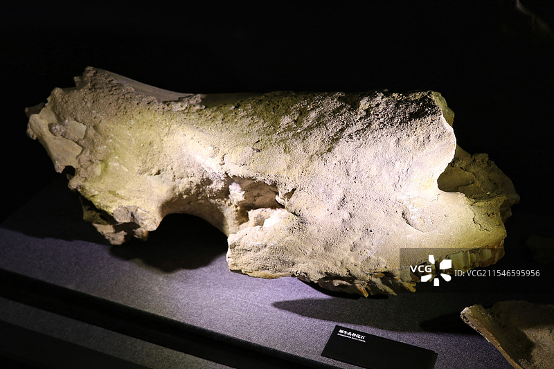 犀牛头骨化石 丰润博物馆图片素材