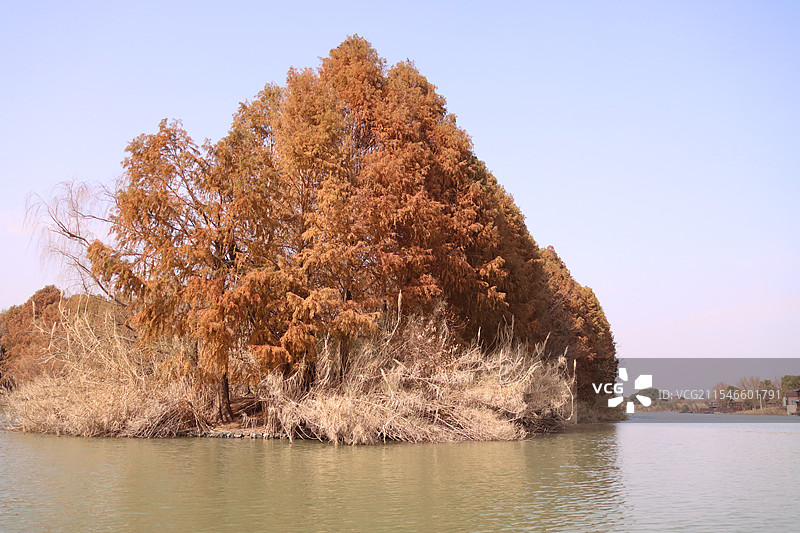 叶子变红了水杉拍摄于苏州太湖国家湿地公园图片素材