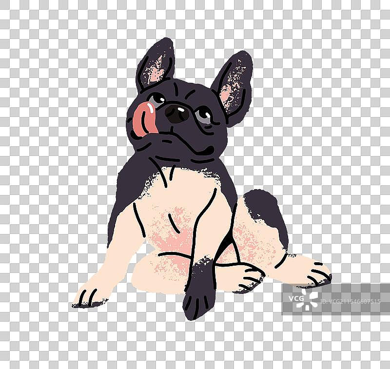 可爱的斑点法斗狗快乐地舔舌头图片素材