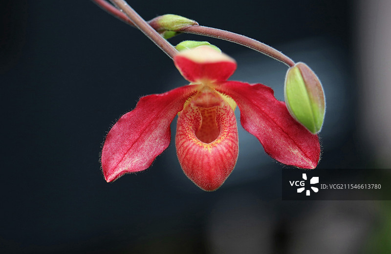 Phrag.Tristar Glow图片素材