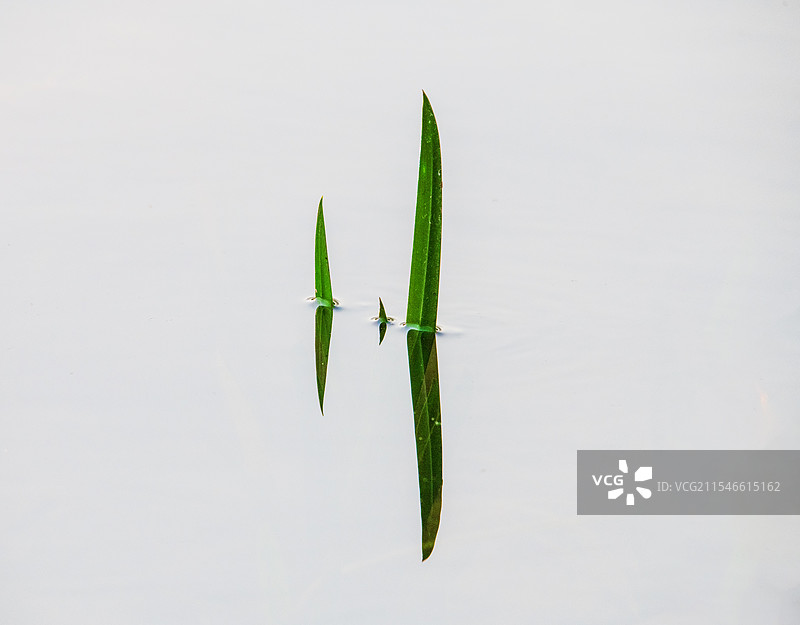 小荷才露尖尖角图片素材