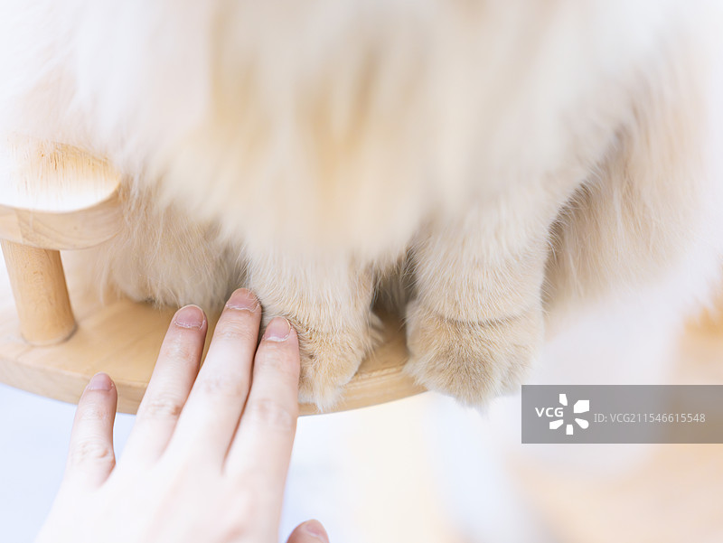主人用手握住了可爱的英国长毛猫的脚趾图片素材
