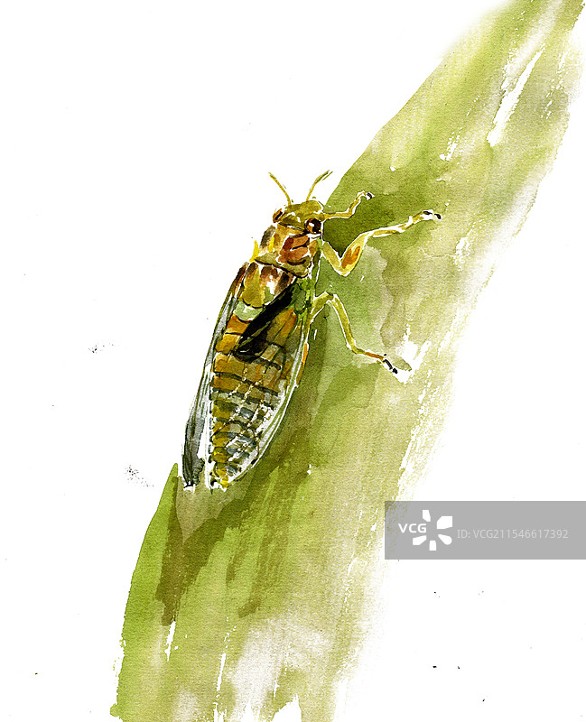 绿叶上的蝉图片素材