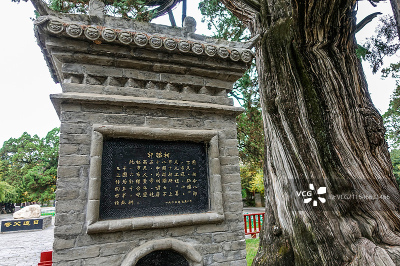 陕西省延安市，黄陵县黄帝陵景区轩辕庙院内的黄帝手植柏之63 中华第一柏—— 距今约5000年图片素材