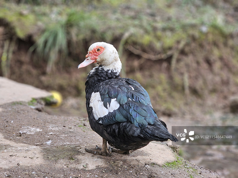 麝香鸭：番鸭是雁形目鸭科栖鸭属鸟类，又称瘤头鸭、麝香鸭、西洋鸭。图片素材