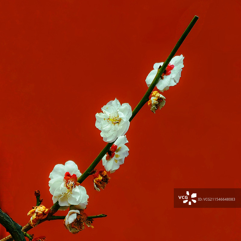 红墙白梅图片素材