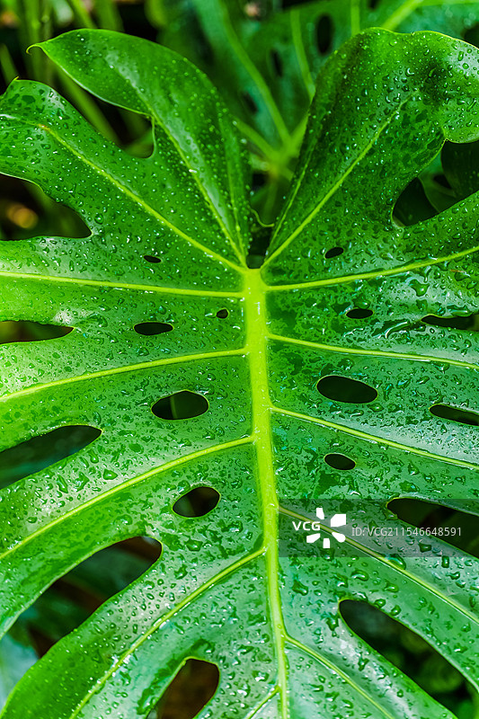 雨后的龟背竹叶图片素材