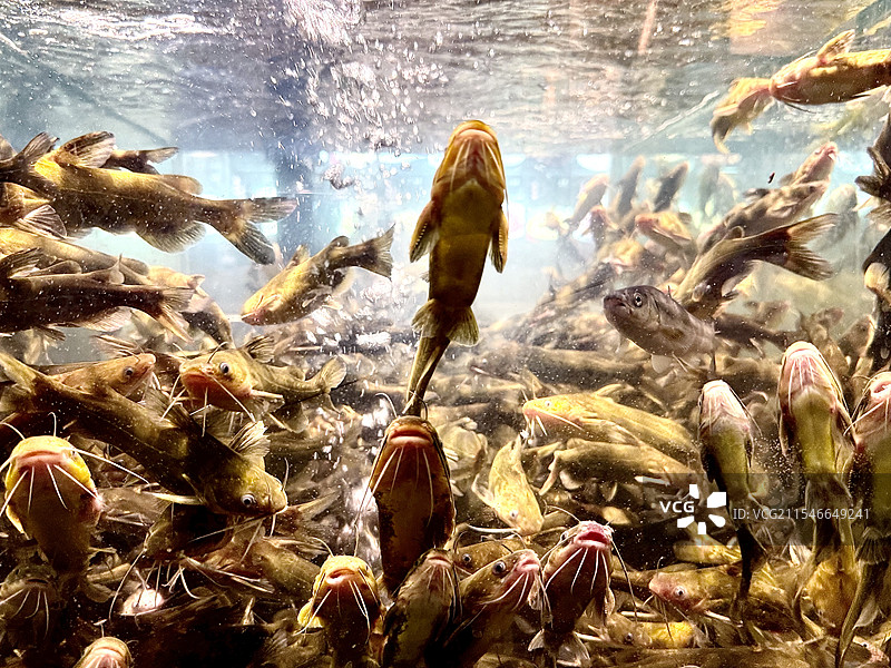 黄辣丁鱼图片素材