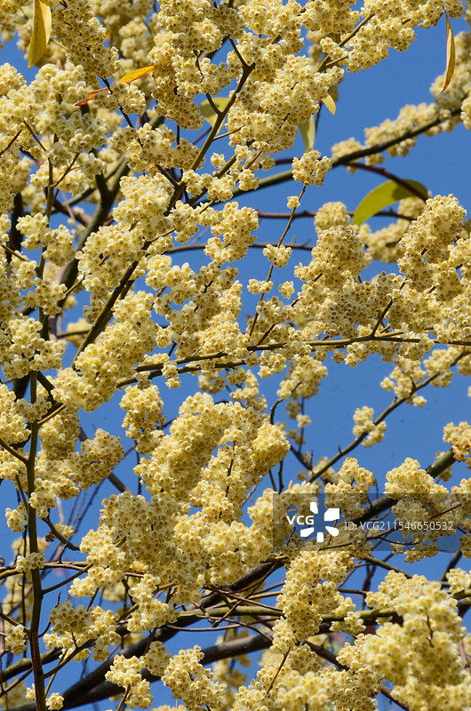 山鸡椒图片素材