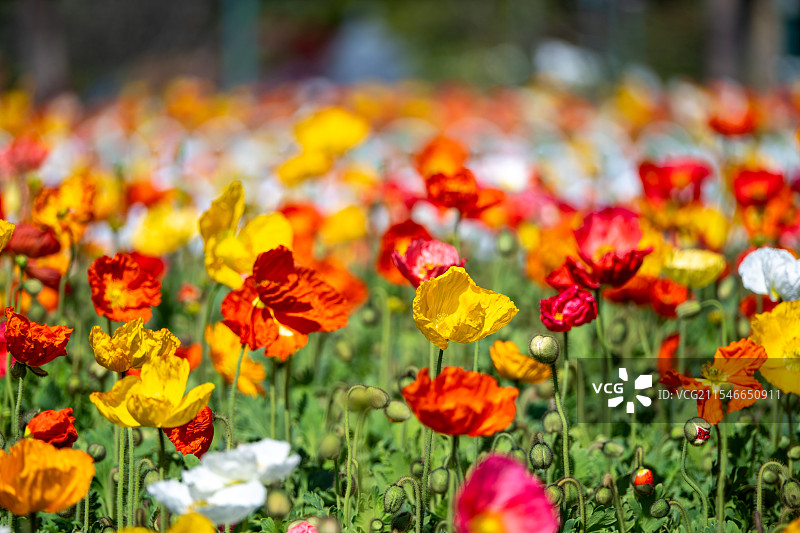 广州广州塔与二沙岛盛开的虞美人图片素材