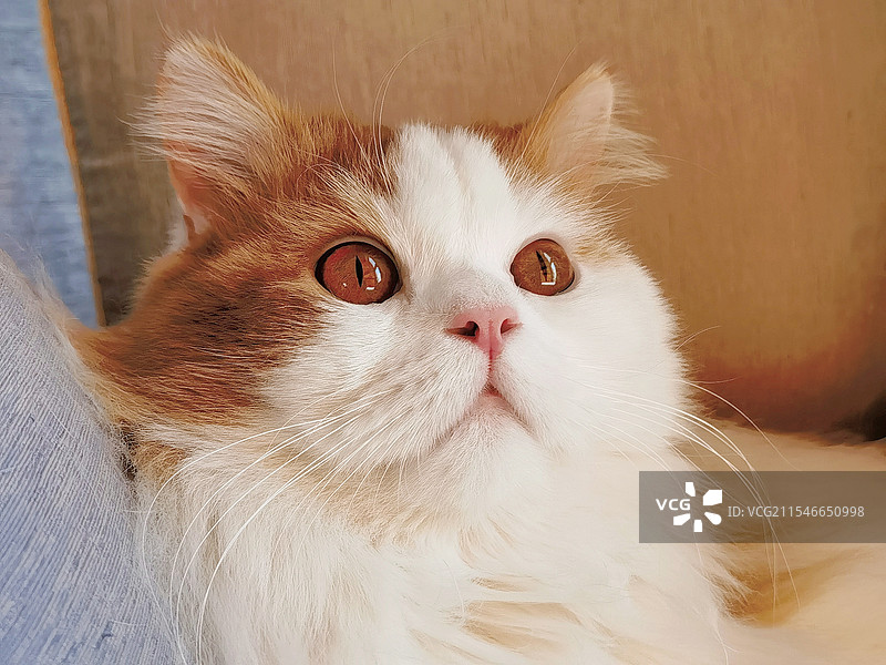 猫咪特写图片素材