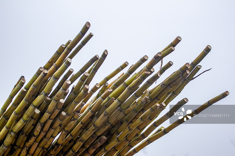 四川省内江市隆昌市户外甘蔗，种植，蔗糖，甜图片素材