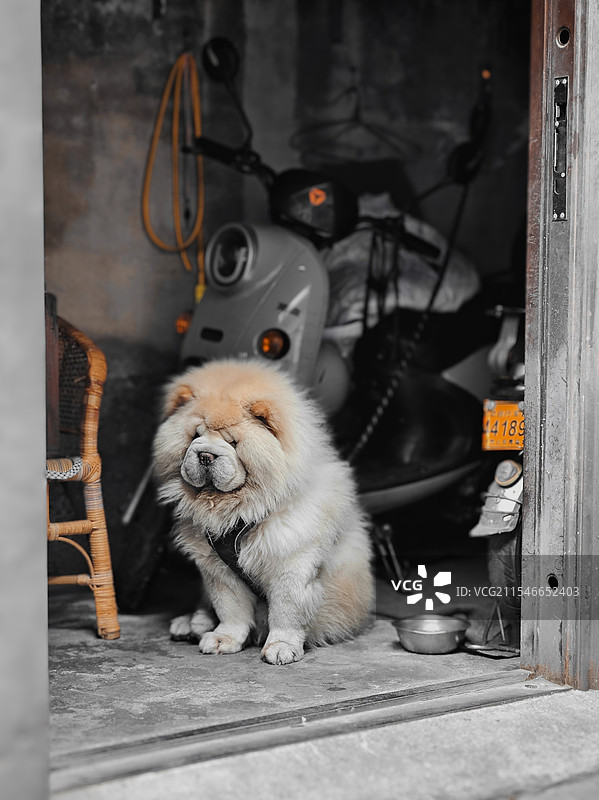 狗坐在门口的画像图片素材