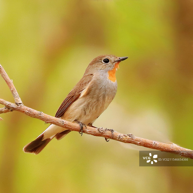 红喉姬鹟图片素材