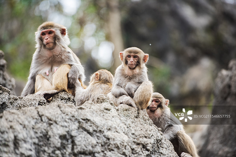 广西河池凤山县巴腊猴山的短尾猴图片素材