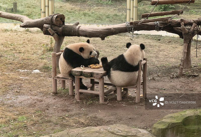 重庆动物园-可爱的大熊猫图片素材