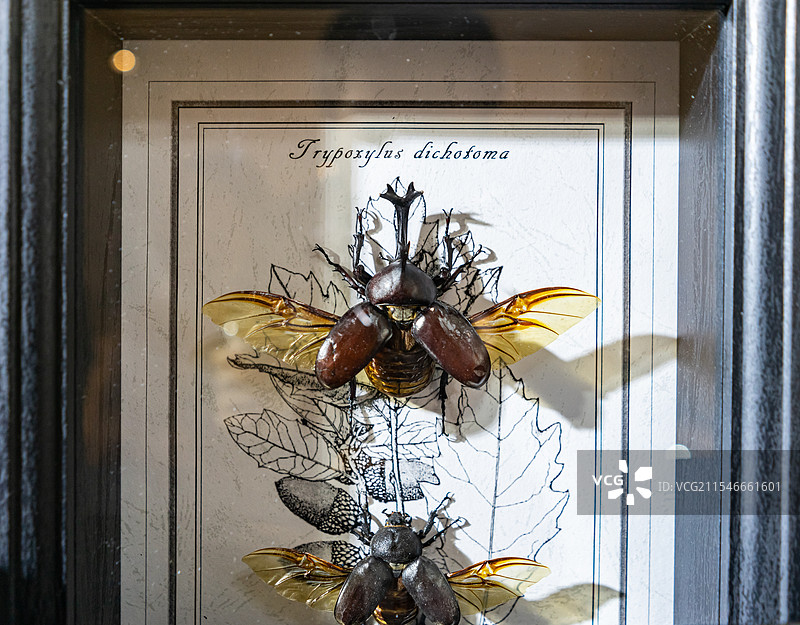 中国野生动物拍摄主题，陈列柜展示盒标本架金龟科南洋大兜虫装饰品艺术品相框展示，室内无人图像摄影图片素材