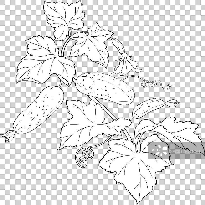带花的黄瓜植物轮廓图片素材