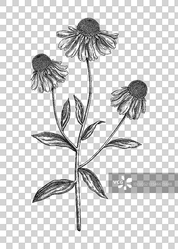 手绘秋季花卉素描图片素材