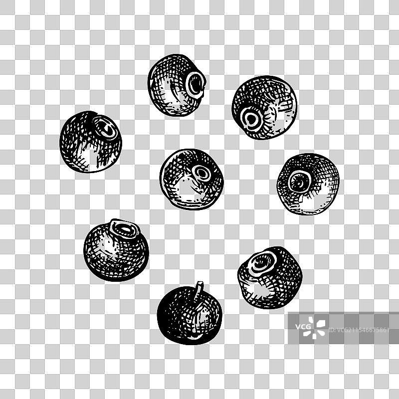 多香果植物浆果素描厨房香料图片素材