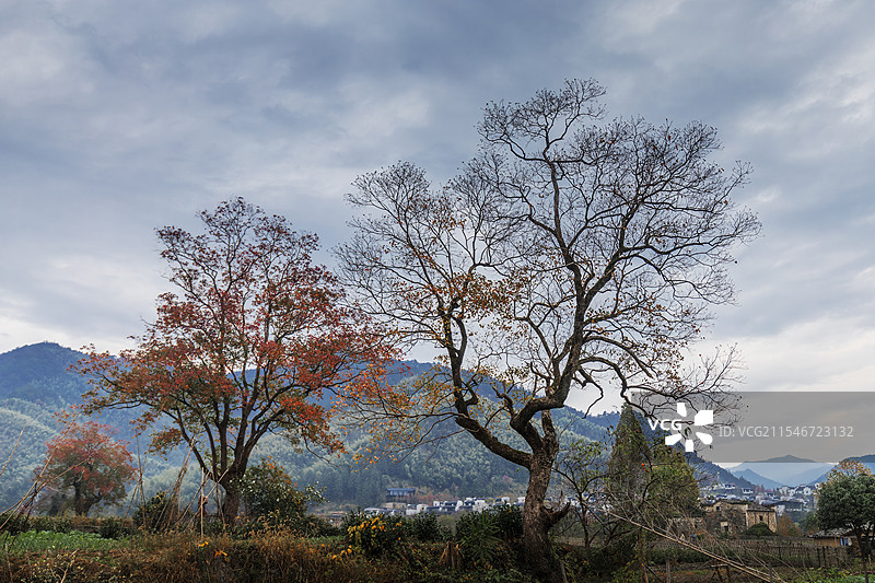 卢村秋色图片素材