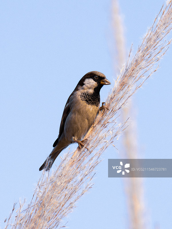 来四川过冬的家麻雀图片素材