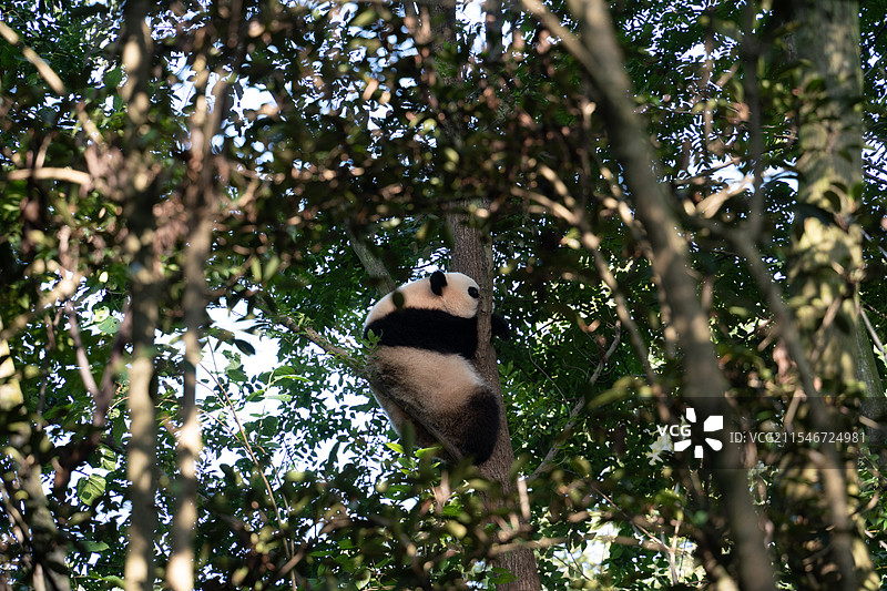 大熊猫&小熊猫图片素材