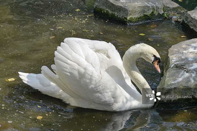 广州动物园天鹅特写图片素材