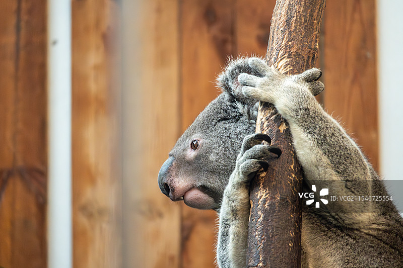 红山森林动物园的考拉称重完，还没有开始睡觉图片素材