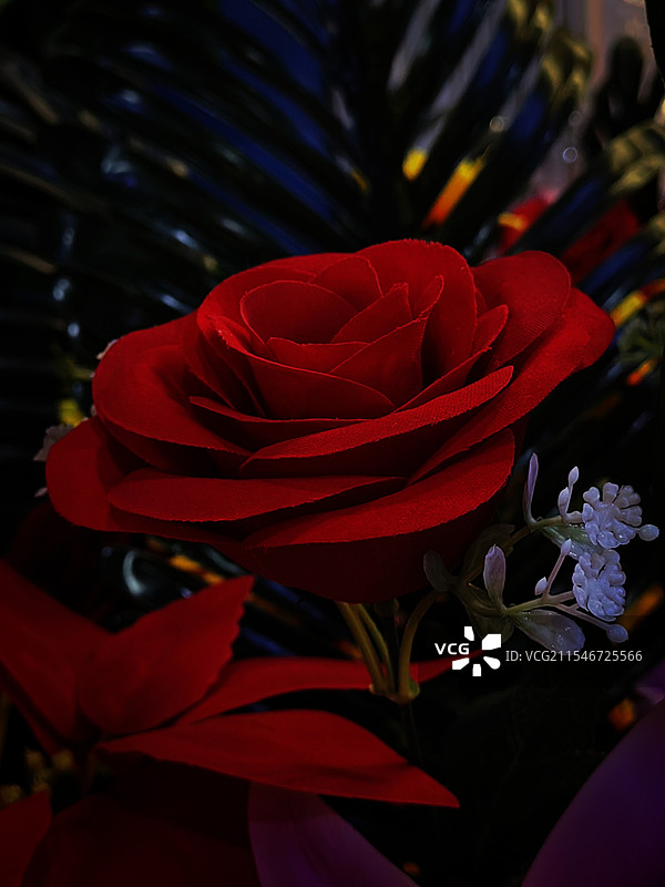 光影下的玫瑰花图片素材