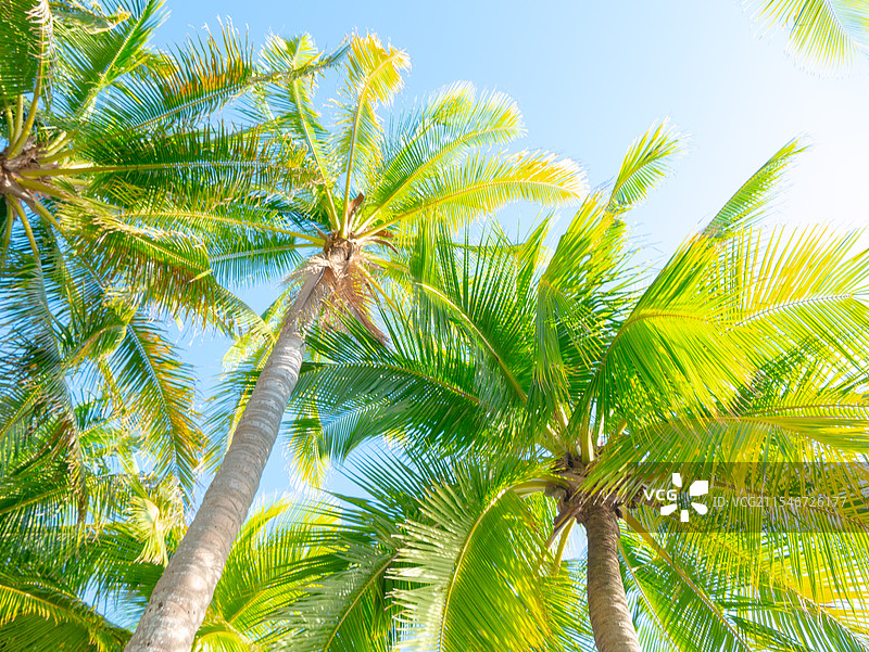 椰子树图片素材