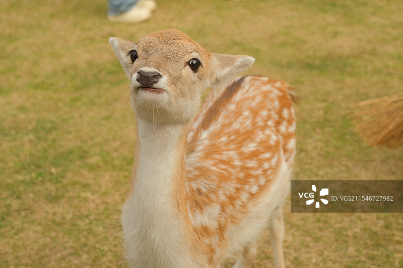 明孝陵鹿苑的鹿图片素材